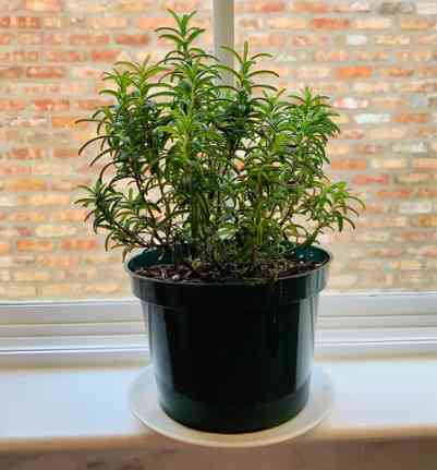 Rosemary plant