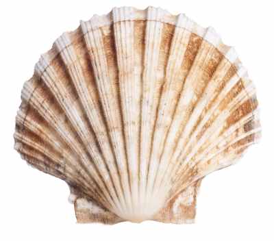 Scallop shell