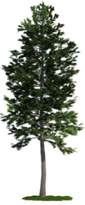 Scots pine