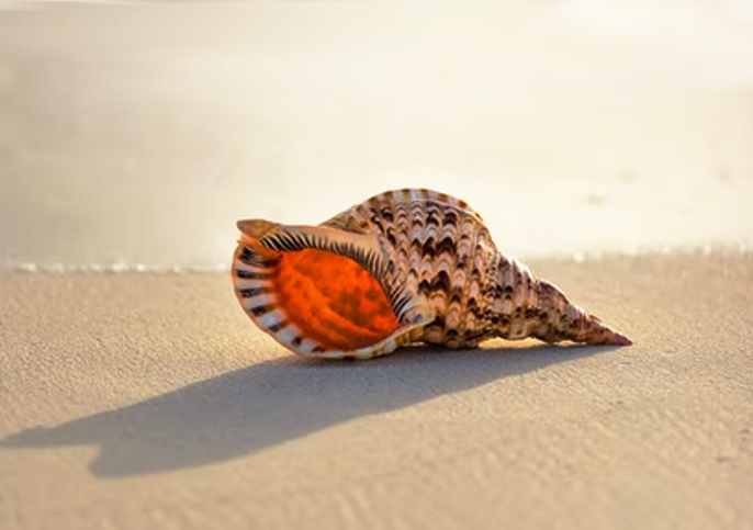 Group Of Sea Shells On Beach by Nine Ok