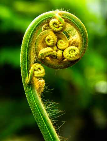 Silver fern sprout