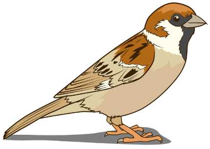 Sparrow