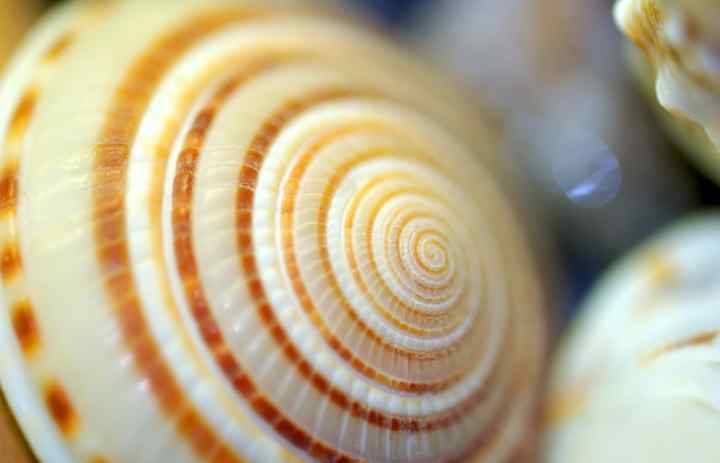 Spiral shell