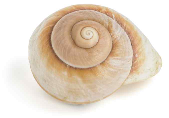 Spiral snail shell