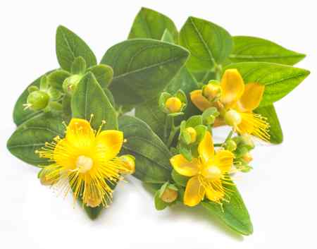 St John's Wort