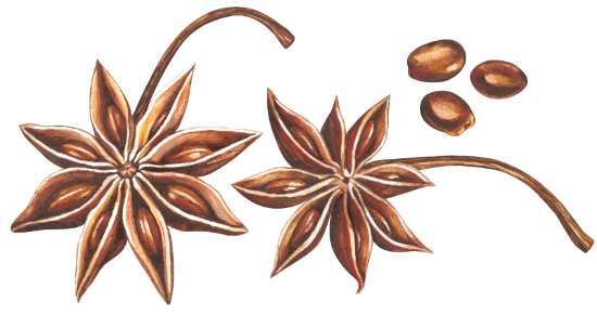 Star anise illustration