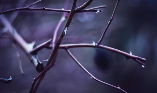 Thorns