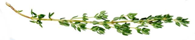 Thyme sprig