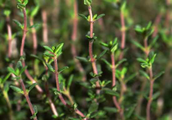 Thymus vulgaris