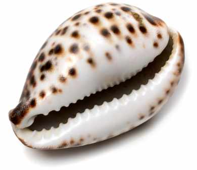 Tiger cowrie shell