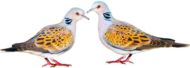 Pair of Turtledoves