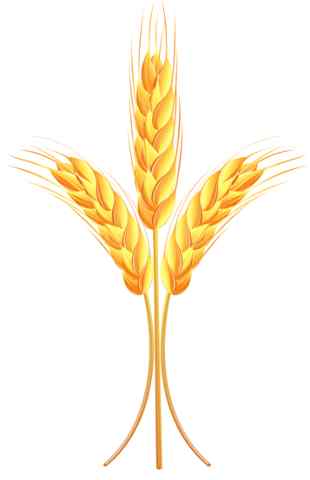 Wheat ear symbol
