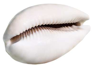 White cowrie shell