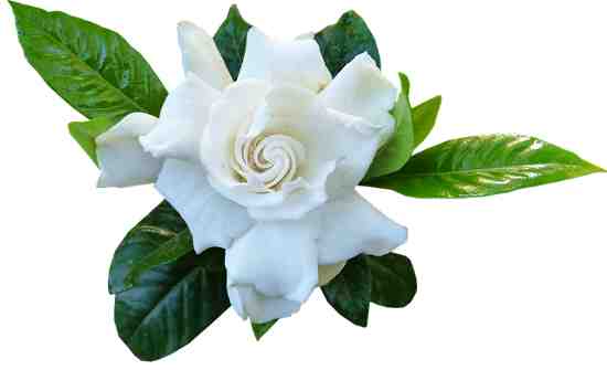 White gardenia flower