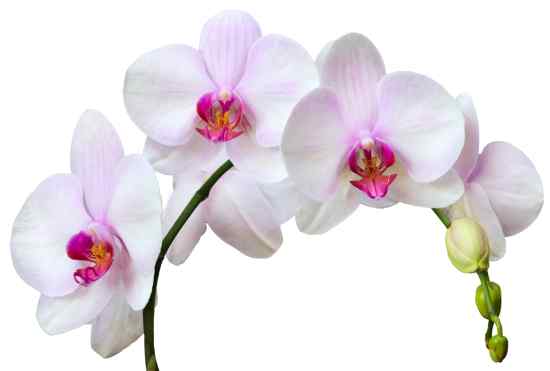 White orchids
