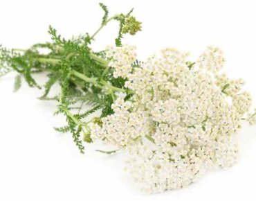 White yarrow with leaves