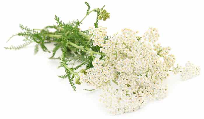 White yarrow with leaves