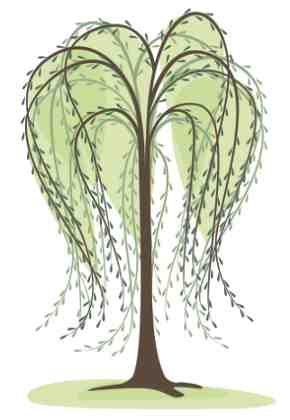 Willow trees