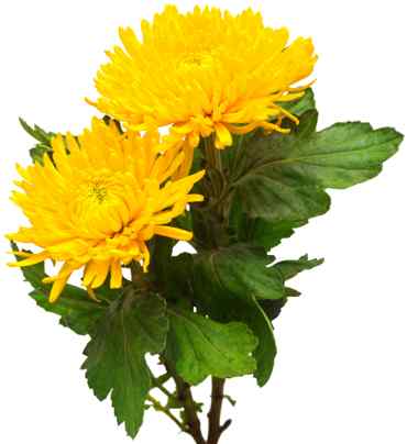 Yellow chrysanthemum