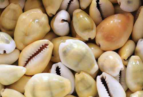 Yellow cowrie shells