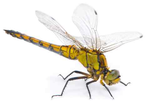 Yellow Dragonfly