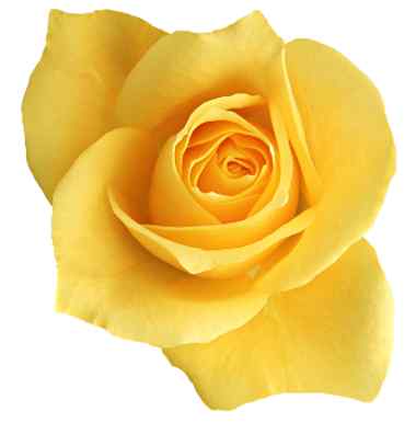 Yellow rose