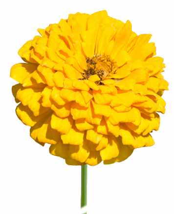 Yellow zinnia flower